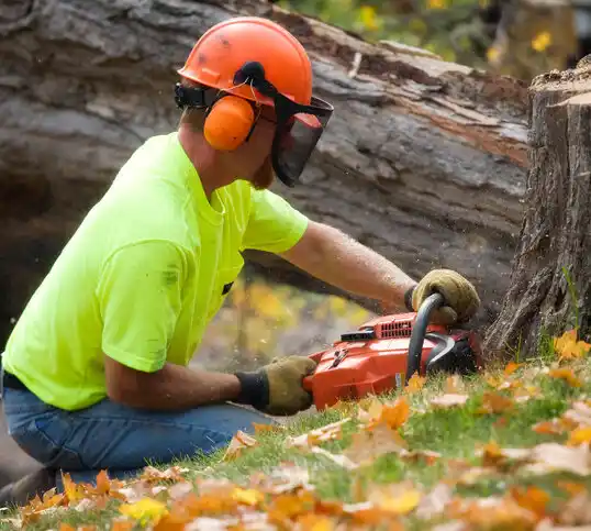 tree services East Moriches